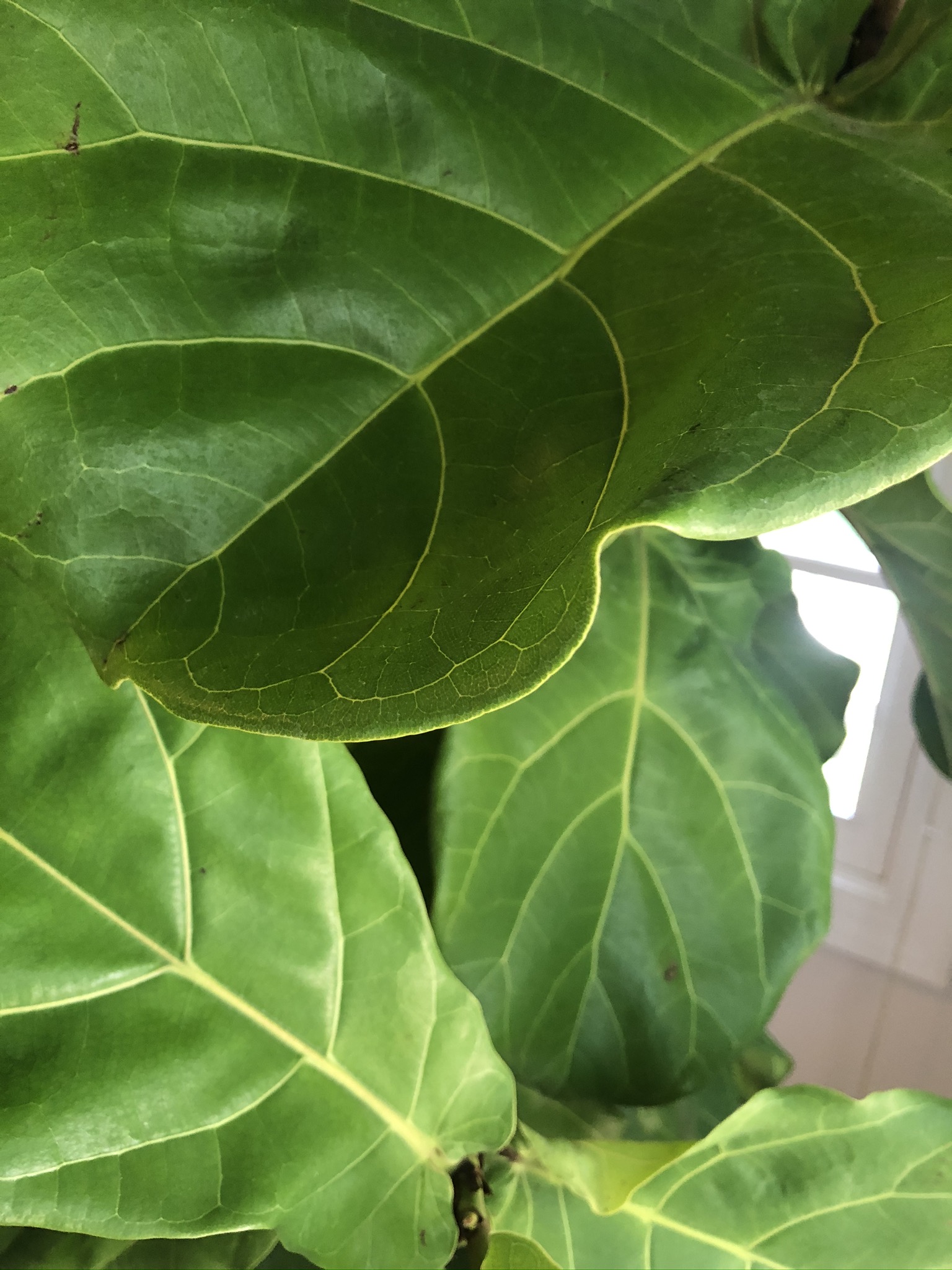 How to Use a Moisture Meter to Know When to Water Your Fiddle Leaf Fig