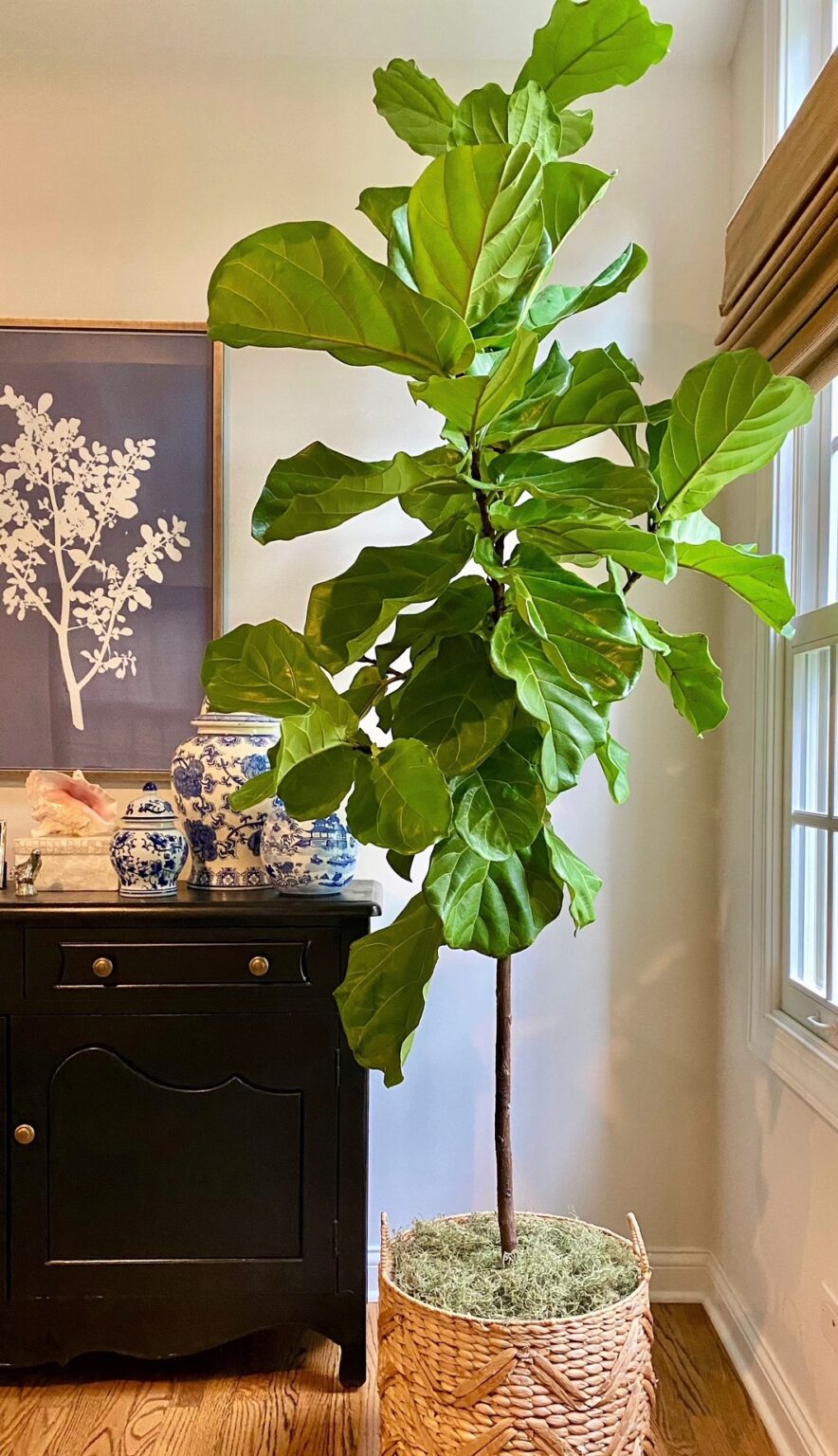 How To Not Kill Your Fiddle Leaf Fig - Linden & Hill